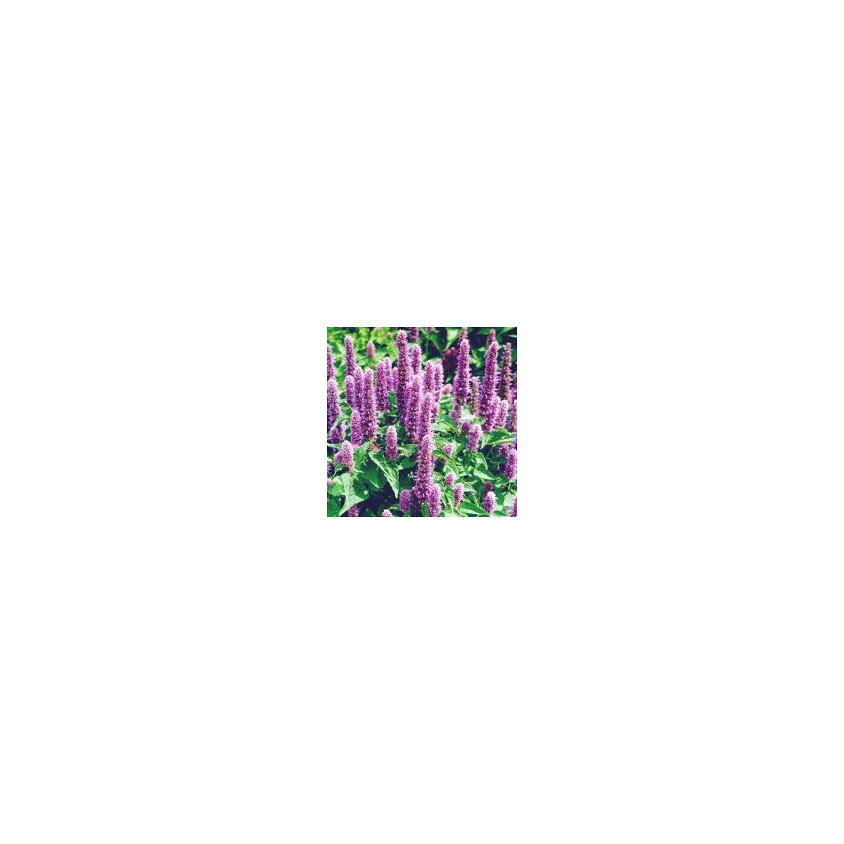 Agastache mexická Bavaria - Agastache mexicana - semená agastache - 30 ks