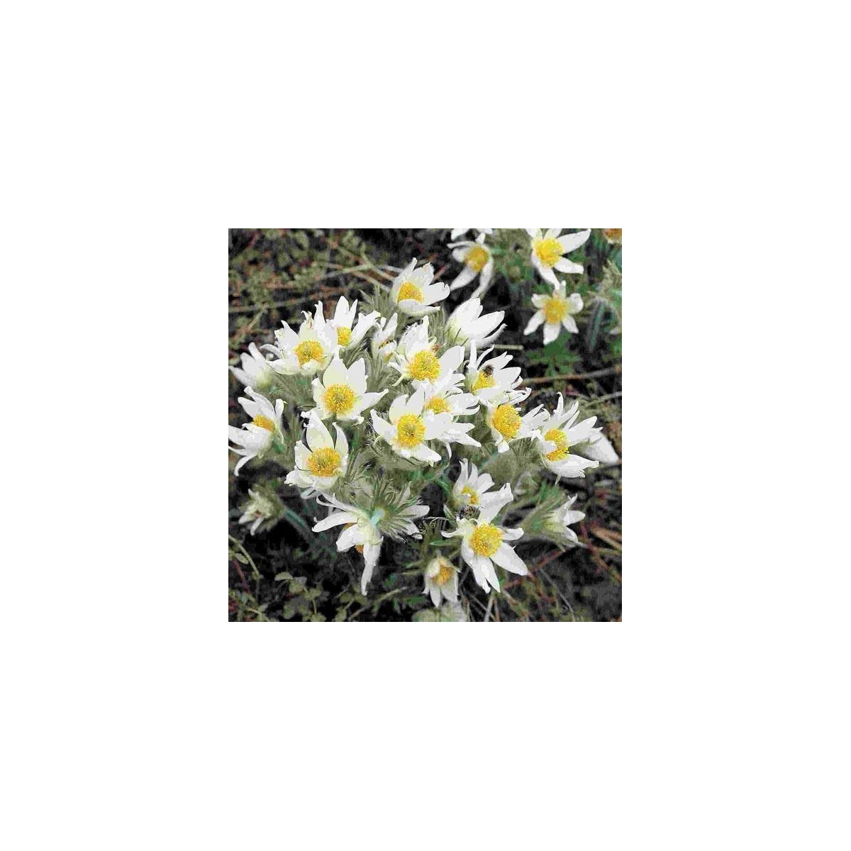 Poniklec obyčajný White Bells - Pulsatilla vulgaris - semená koniklece - 20 ks