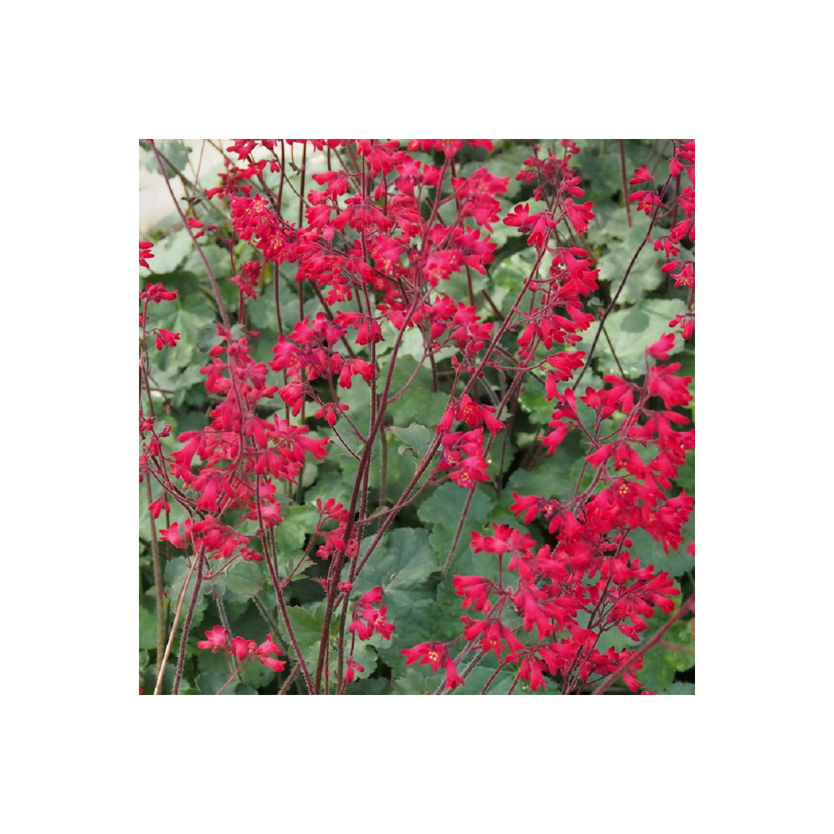 Heuchera Coral Forest - Heuchera - semená heuchery - 20 ks