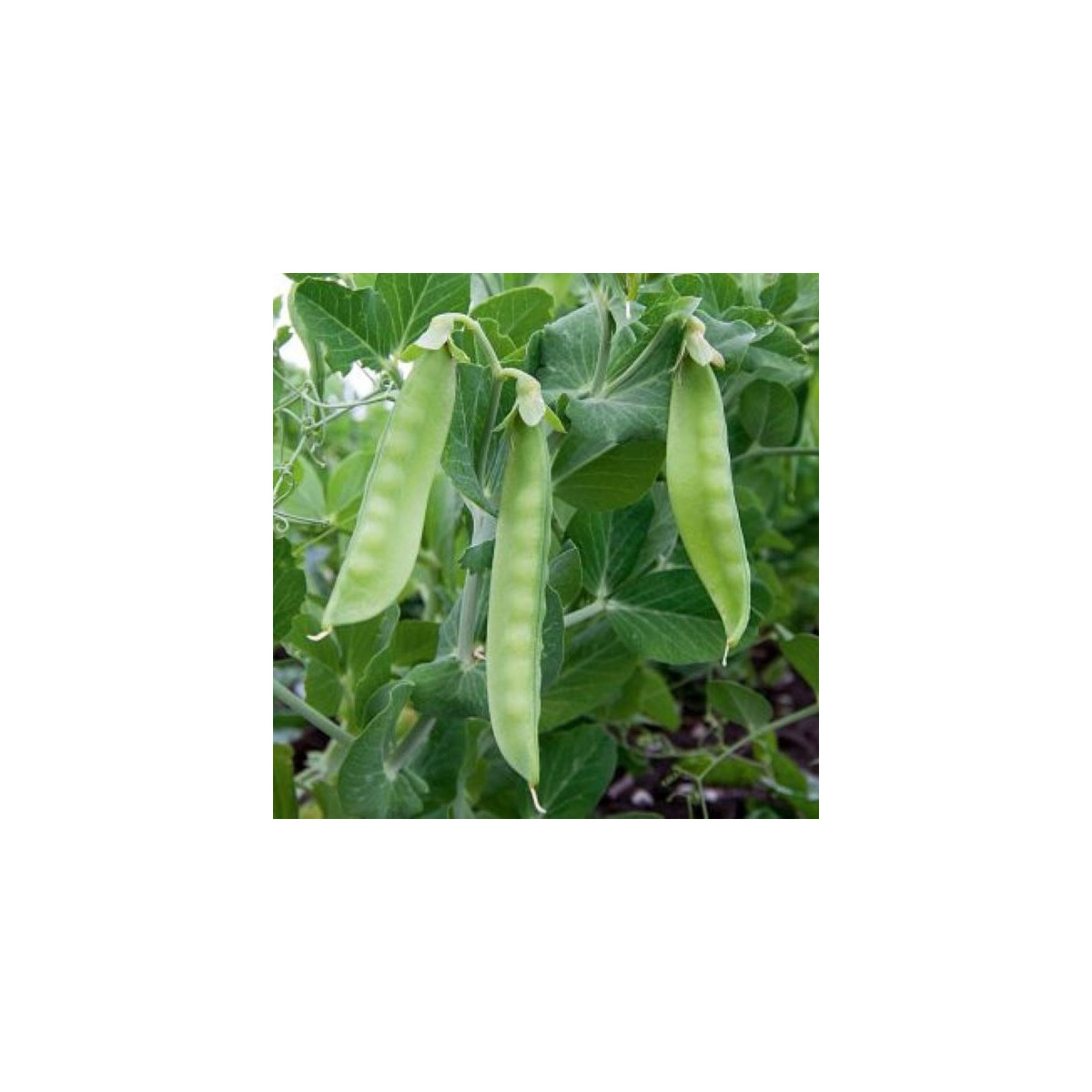 BIO hrach cukrový Ambrosia - Pisum sativum - bio semená hrachu - 45 ks