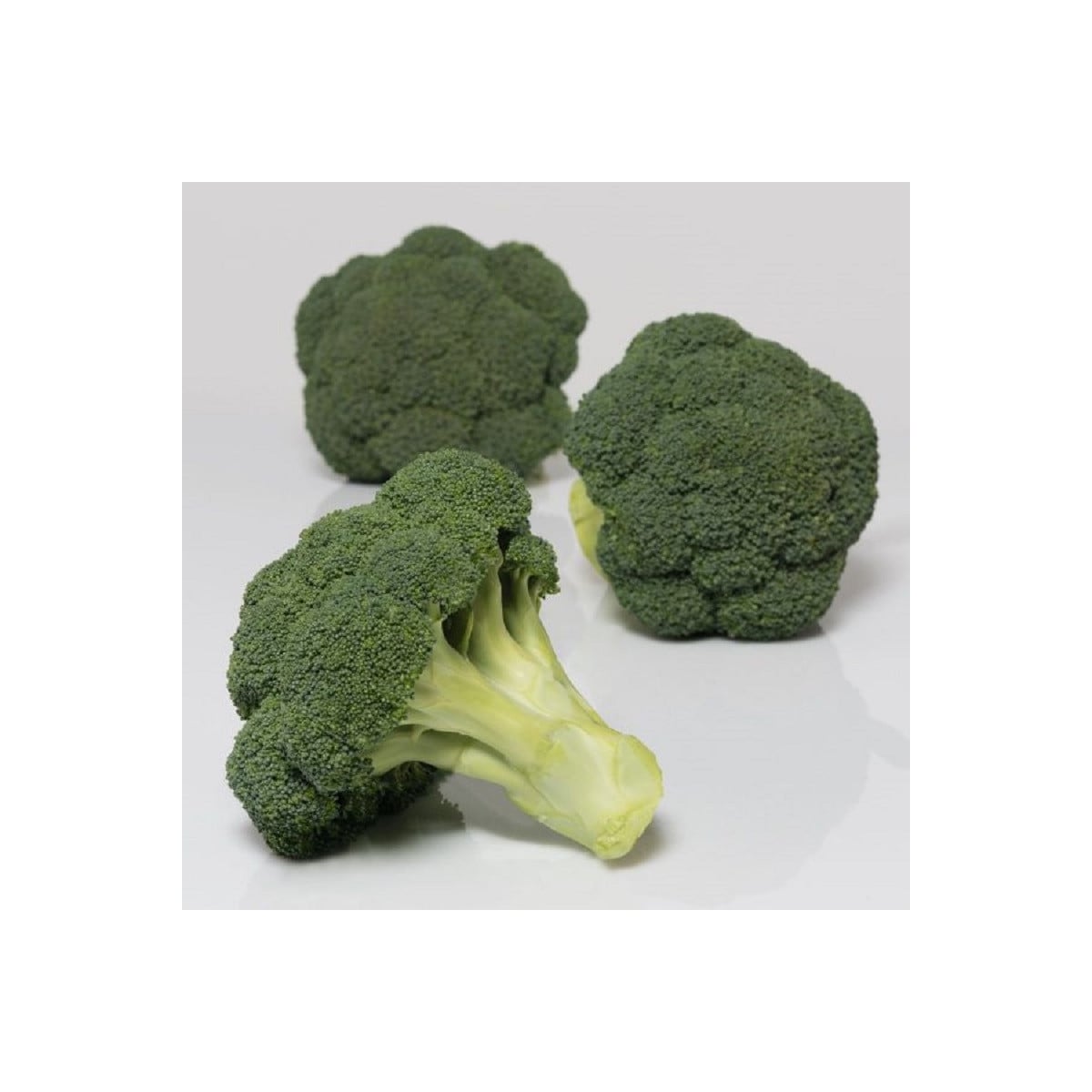 BIO Brokolica Covina F1 - Brassica oleracea L. - bio semená brokolice - 20 ks