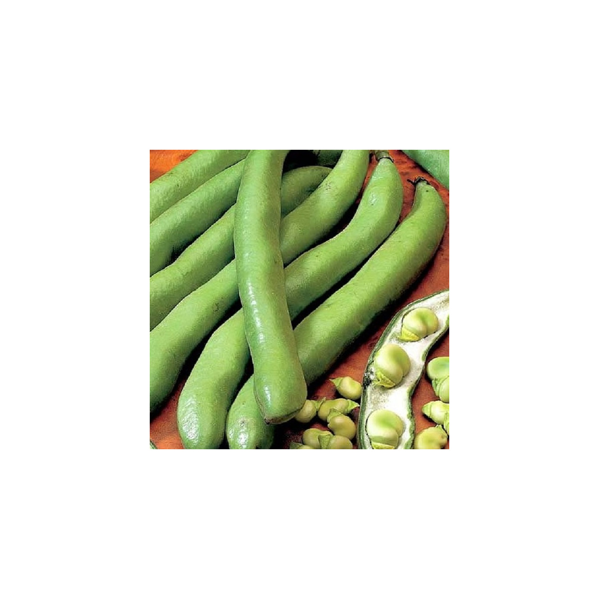 BIO Bob Hangdown - Vicia faba - semená bio bôbu - 20 ks