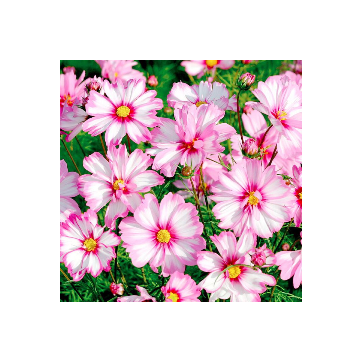 Krasuľka perovitá Cosmira Bicolor - Cosmos bipinnatus - semená krasuľky - 20 ks