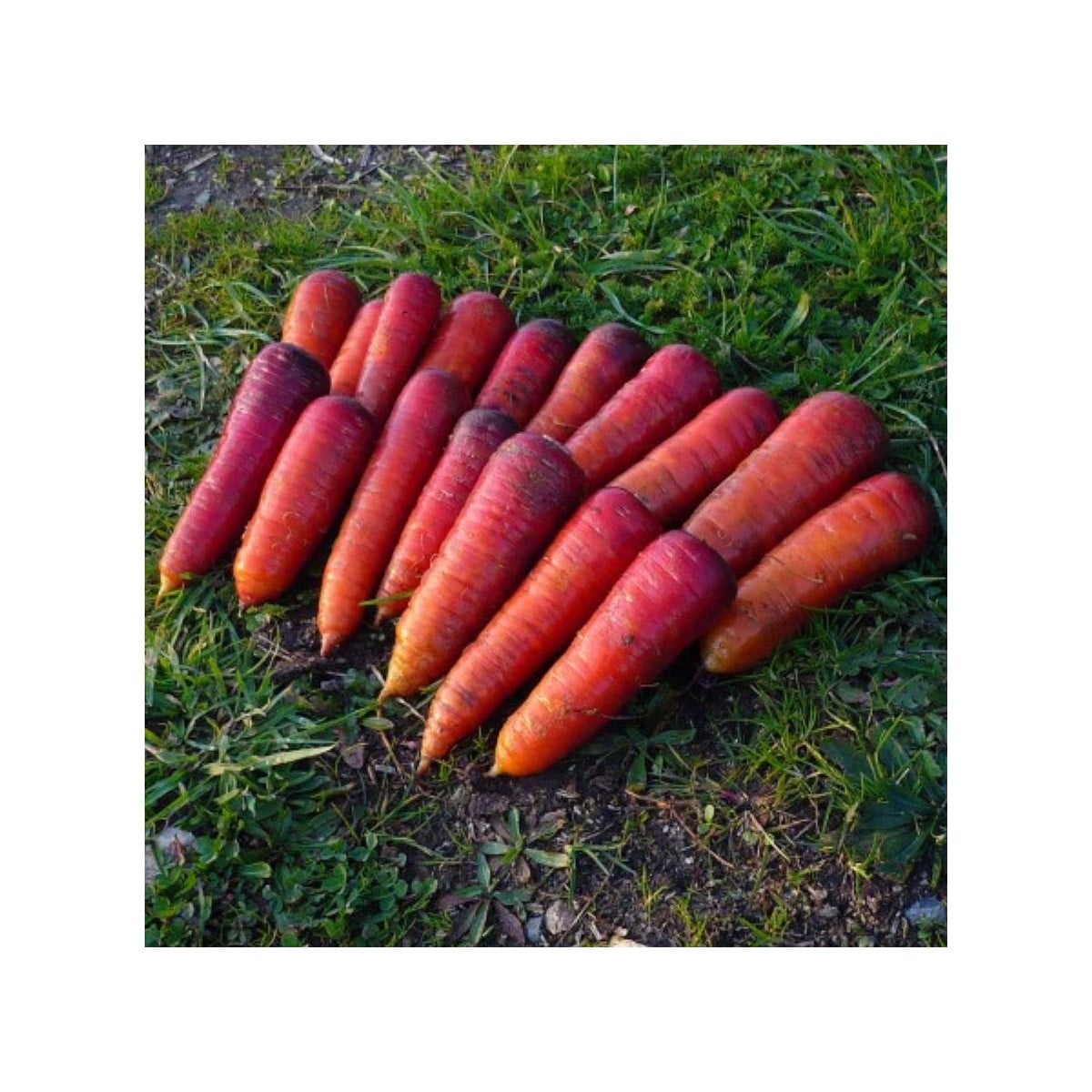 BIO Mrkva raná Rouge Sang - Daucus carota - bio semená mrkvy - 200 ks