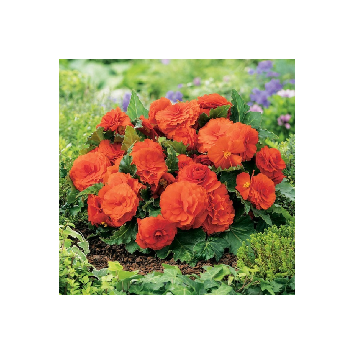 Begónia Nonstop oranžová - Begonia tuberhybrida - hľuzy begónie - 2 ks