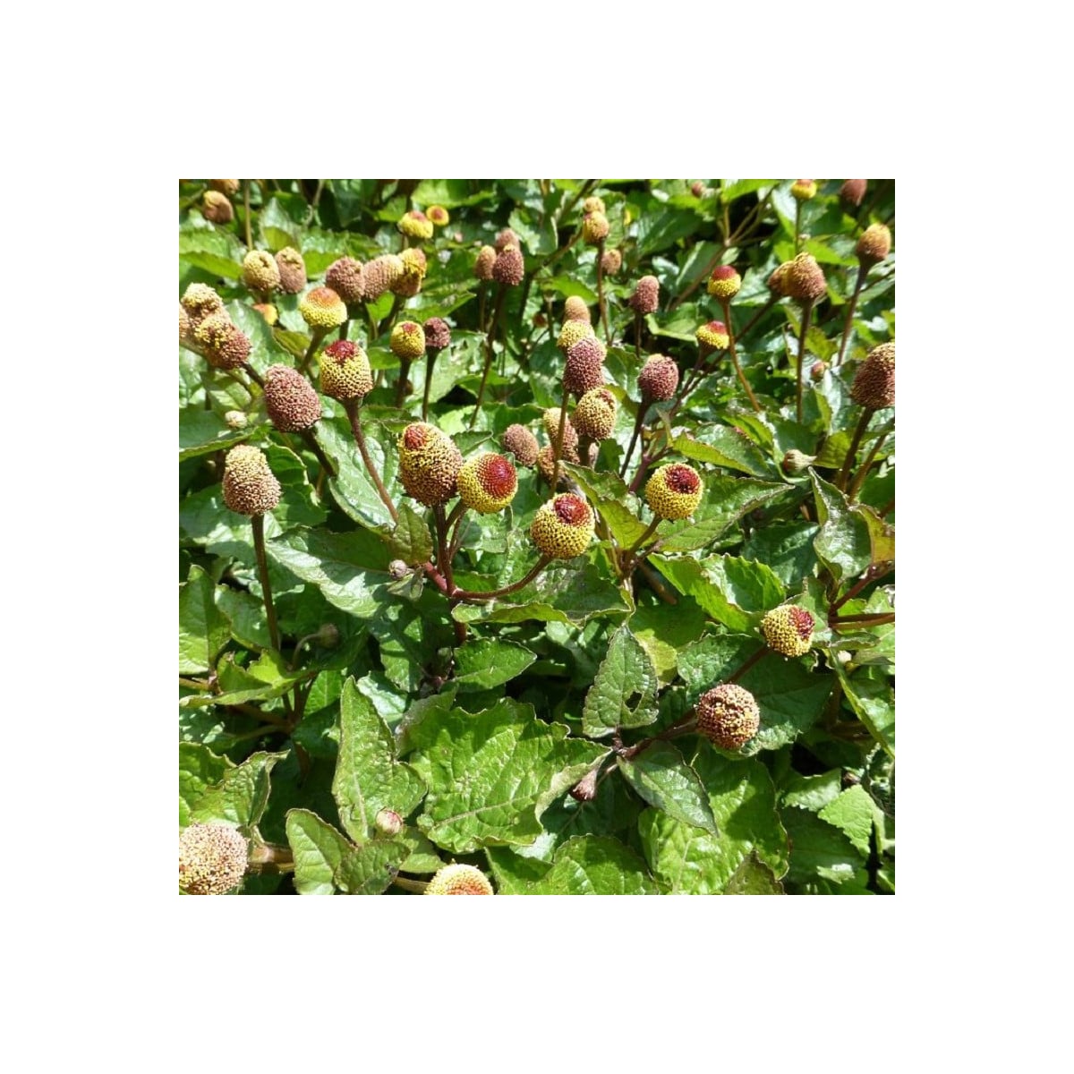 Acmella oleracea - Spilanthes oleracea - semená acmelly - 80 ks