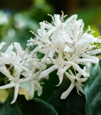 Kávovník arabský zakrpatený - Coffea arabica nana - semená kávovníka - 5 ks