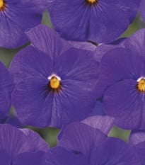 Fialka Twix F1 Blue with Eye - Viola cornuta - semená fialky - 20 ks