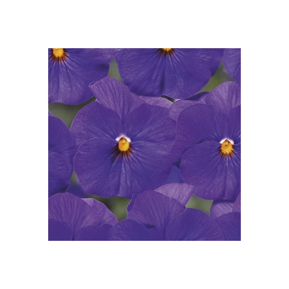 Fialka Twix F1 Blue with Eye - Viola cornuta - semená fialky - 20 ks