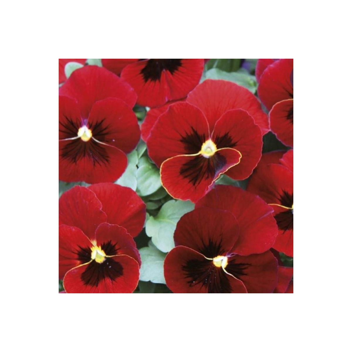 Fialka Twix F1 Red with Eye - Viola cornuta - semená fialky - 20 ks