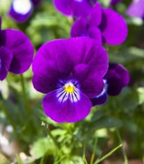 Fialka Twix F1 Violet Flare - Viola cornuta - semená fialky - 20 ks