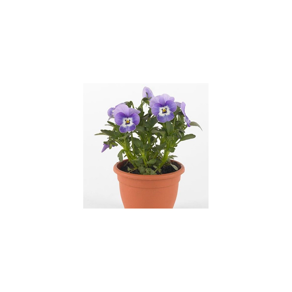 Fialka Twix F1 Marina - Viola cornuta - semená fialky - 20 ks