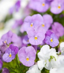 Fialka Twix F1 Rosy - Viola cornuta - semena fialky - 20 ks
