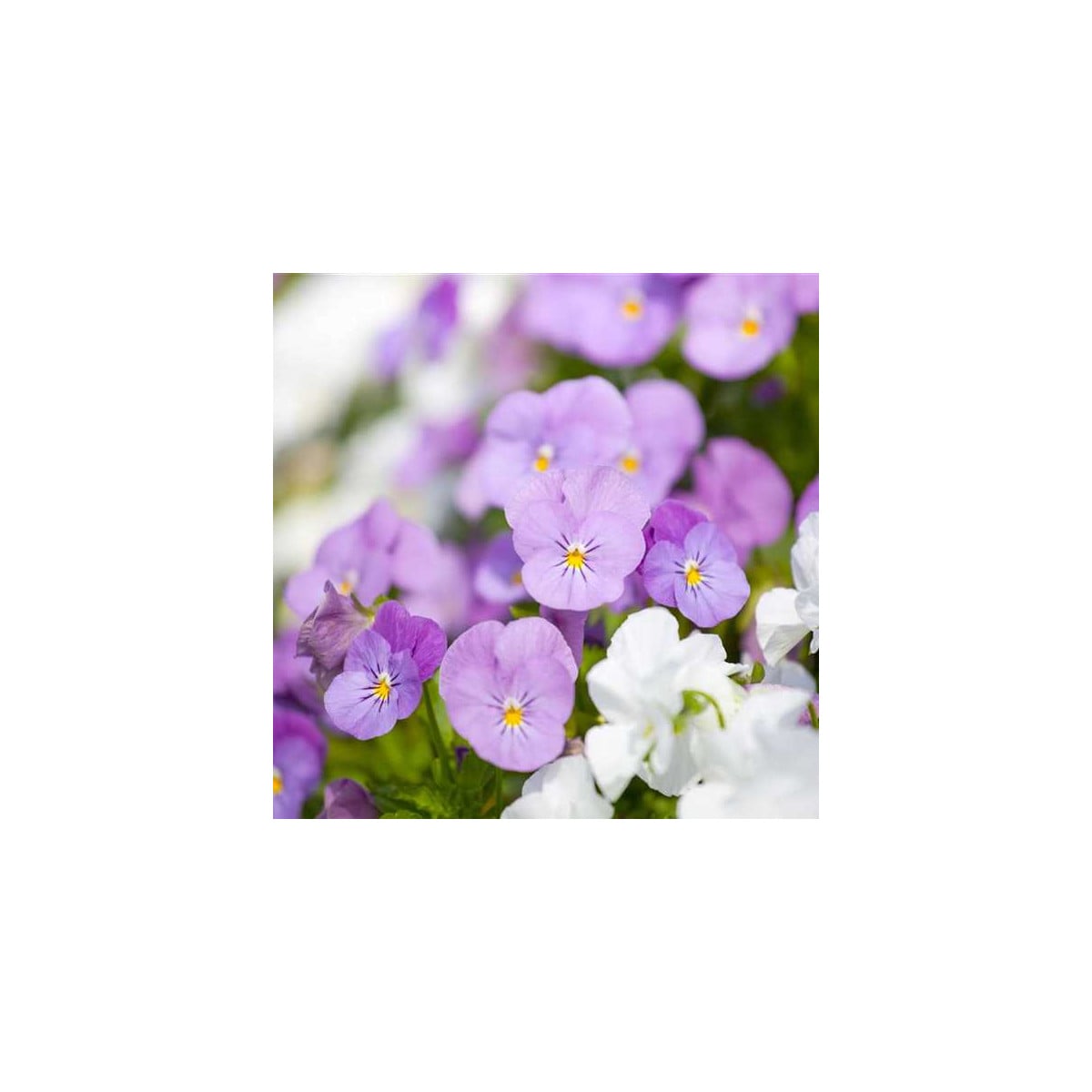 Fialka Twix F1 Rosy - Viola cornuta - semena fialky - 20 ks