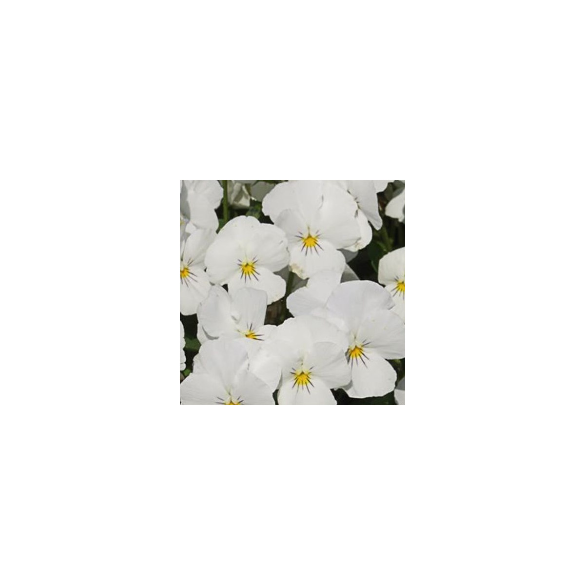 Fialka Twix F1 Snow - Viola cornuta - semená fialky - 20 ks