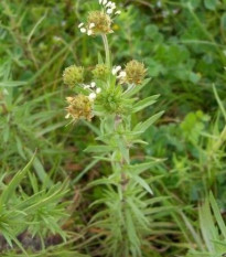 Skorocel indický - Plantago psyllium - semená - 40 ks