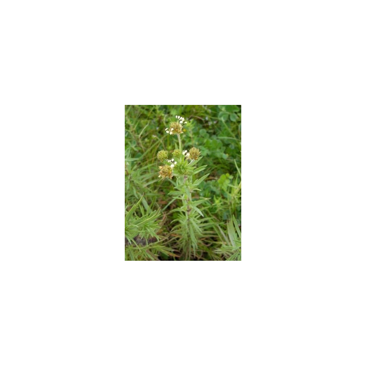 Skorocel indický - Plantago psyllium - semená - 40 ks