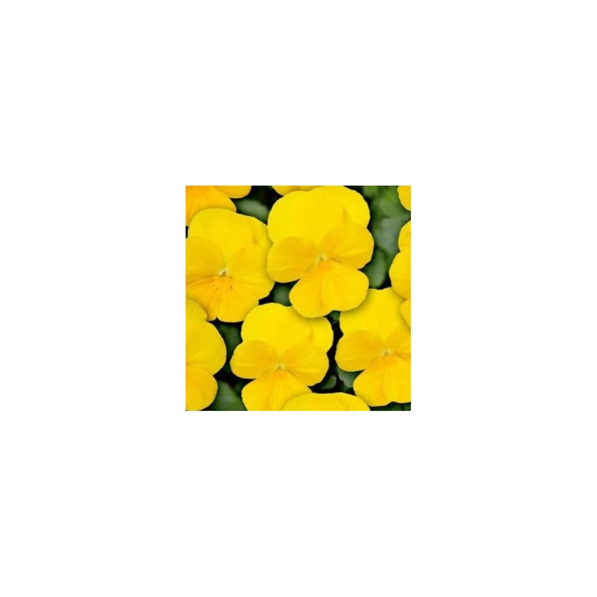 Fialka Twix F1 Yellow - Viola cornuta - semená fialky - 20 ks