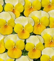 Fialka Ice Babies F1 Golden Yellow – Viola cornuta – pestovanie dvojročných rastlín
