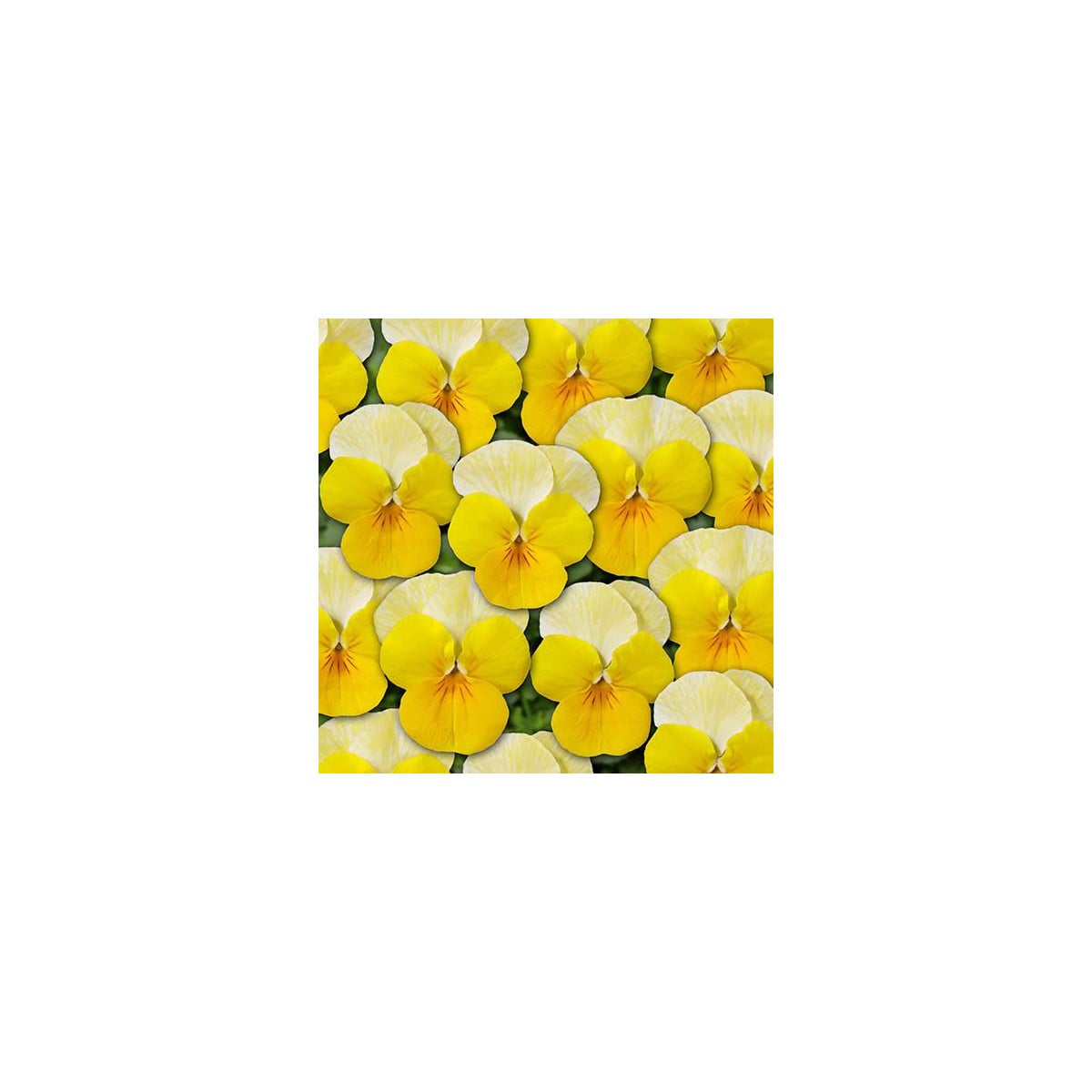 Fialka Ice Babies F1 Golden Yellow – Viola cornuta – pestovanie dvojročných rastlín