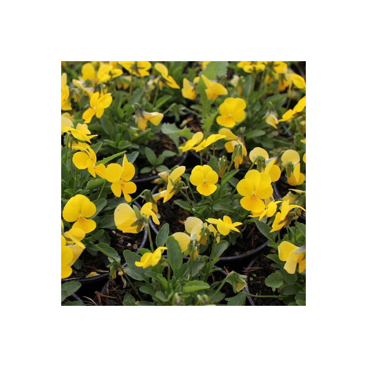 Fialka Ice Babies F1 Golden Yellow – Viola cornuta – pestovanie dvojročných rastlín