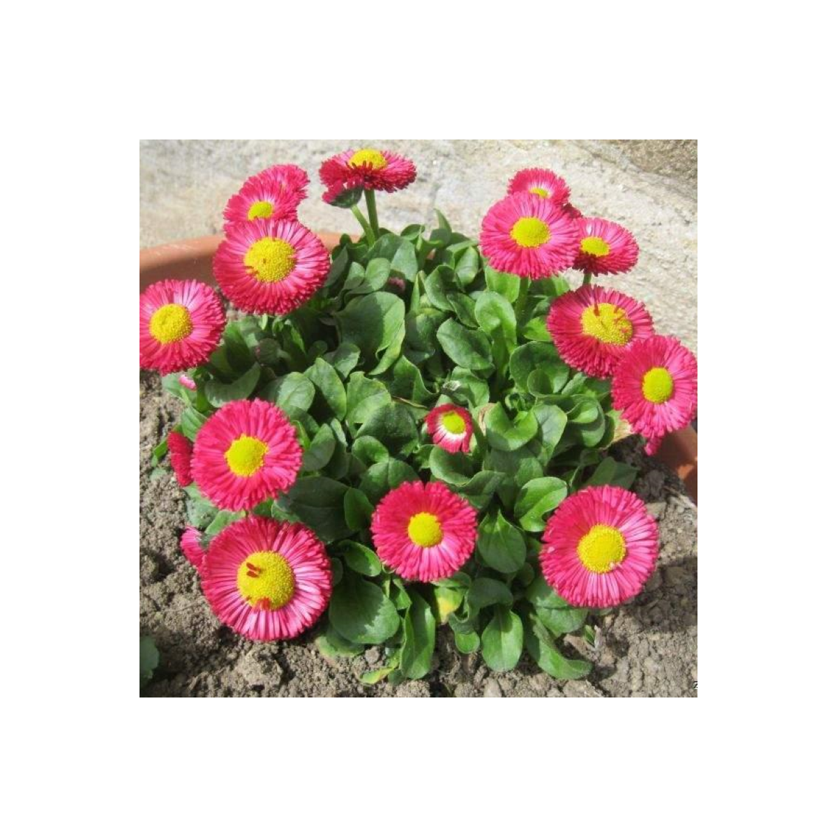 Sedmokráska Speedstar Plus Rose - Bellis perennis - semená sedmokrásky - 40 ks