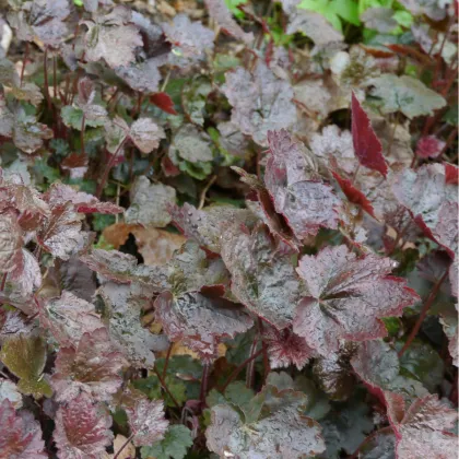 Heuchera Palace Purple - Heuchera micrantha - semená heuchery - 20 ks
