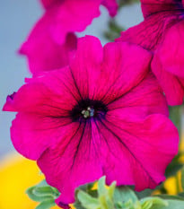 Petúnia Cascadini F1 Purple - Petunia x atkinsiana - semená petúnie - 15 ks