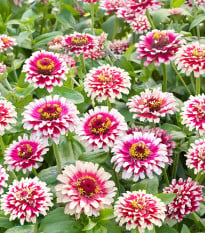 Cínia Flamenco - Zinnia elegans - semená cínie - 50 ks