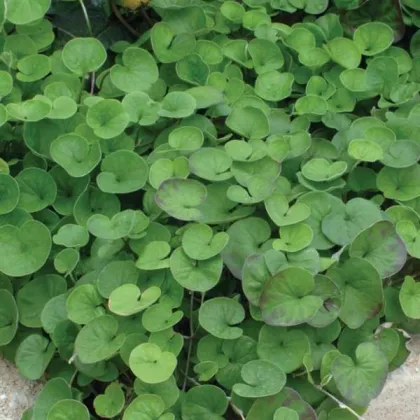 Strieborný dážď Emerald Falls - Dichondra argentea - semená strieborného dažďa - 6 ks