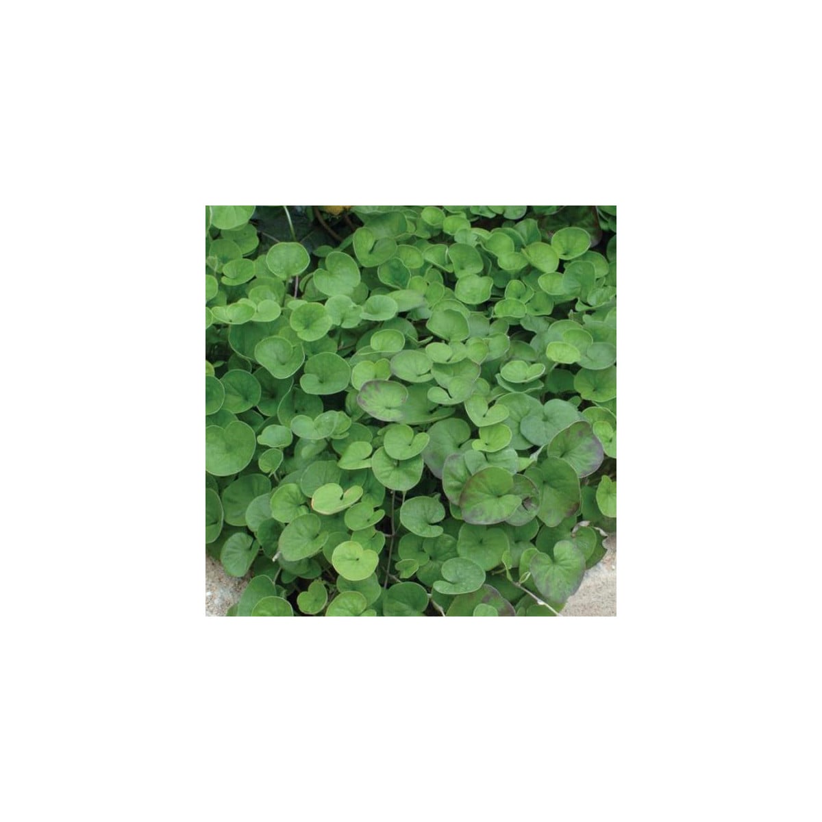 Strieborný dážď Emerald Falls - Dichondra argentea - semená strieborného dažďa - 6 ks