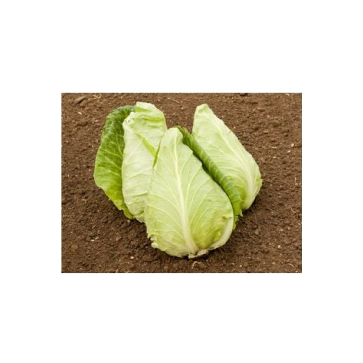 BIO Kapusta biela Eersteling - Brassica oleracea - bio semená kapusta - 20 ks
