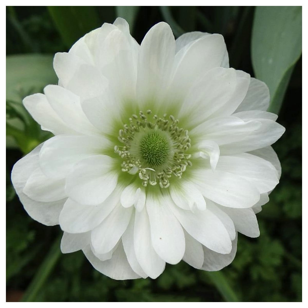Veternica Mount Everest - Anemone - hľuzy sasaniek- 3 ks