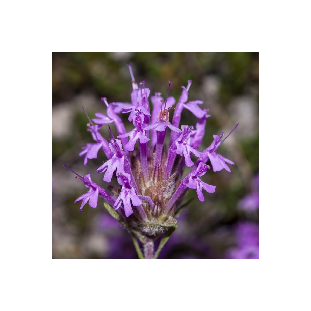 Materina dúška dlhokvetá - Thymus longiflorus - semená materinej dúšky - 50 ks