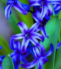Hyacint Delft Blue - Hyacinthus orientalis - cibuľa hyacintu - 1 ks