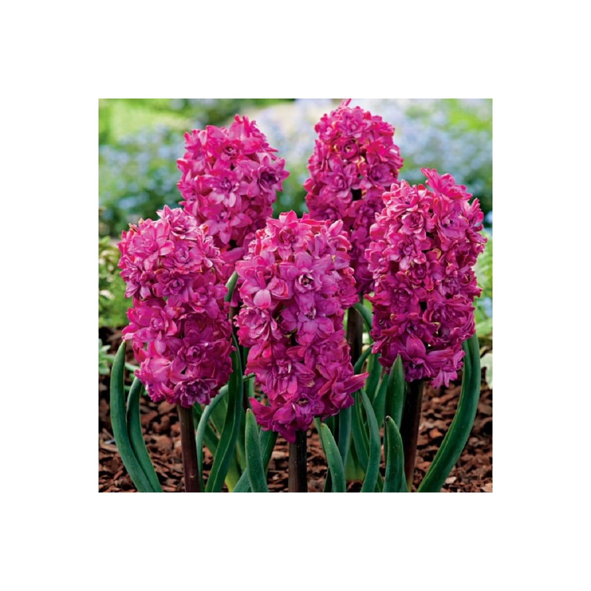 Hyacint plnokvetý Red Diamond - Hyacinthus - cibuľa hyacintu - 1 ks