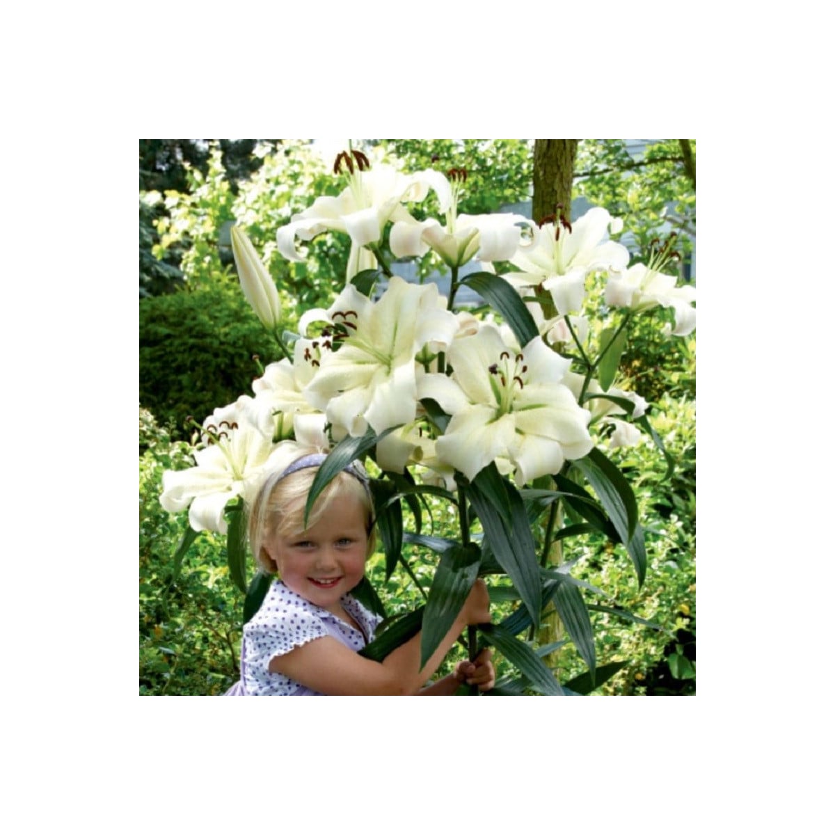 Ľalia Pretty Woman - Lilium - cibuľoviny - 1 ks