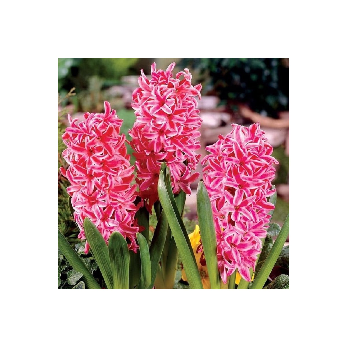 Hyacint Eros - Hyacinthus - cibuľa hyacintu - 1 ks
