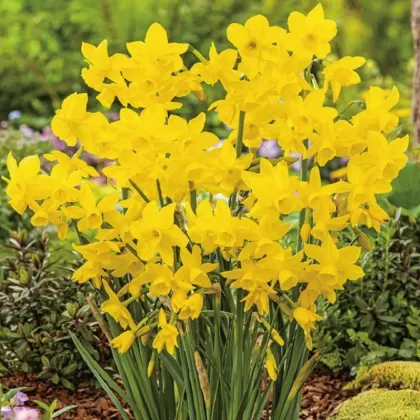 Narcis Quail - Narcissus - cibuľa narcisu - 3 ks