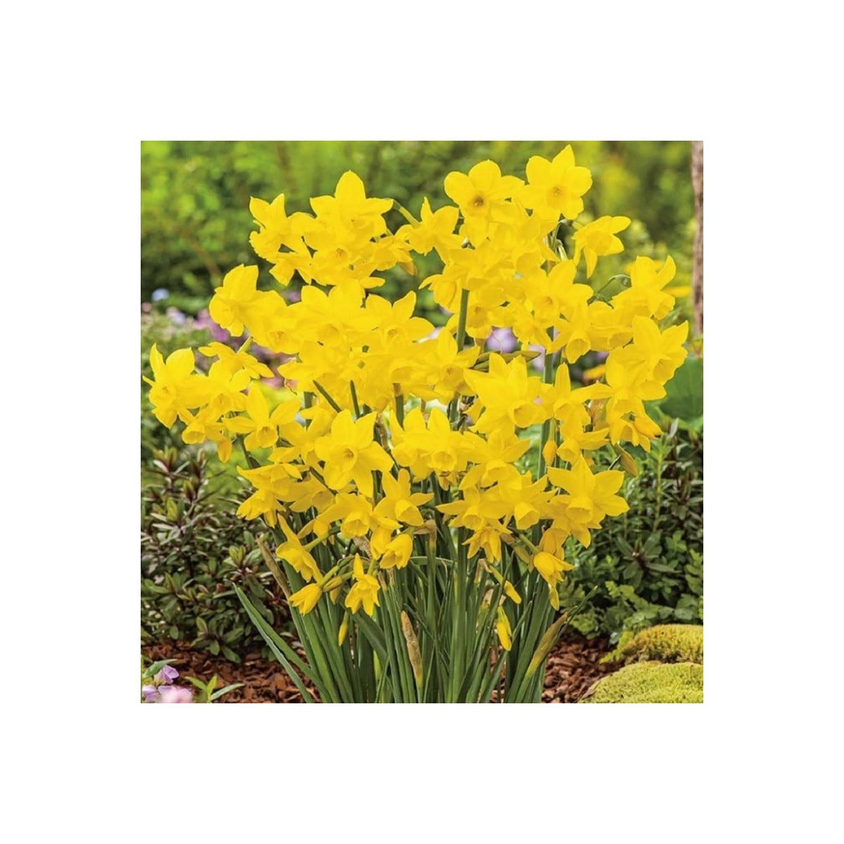 Narcis Quail - Narcissus - cibuľa narcisu - 3 ks