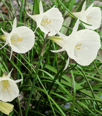 Narcis Artics bells - Narcissus bulbocodium - cibuľa narcisu - 3 ks