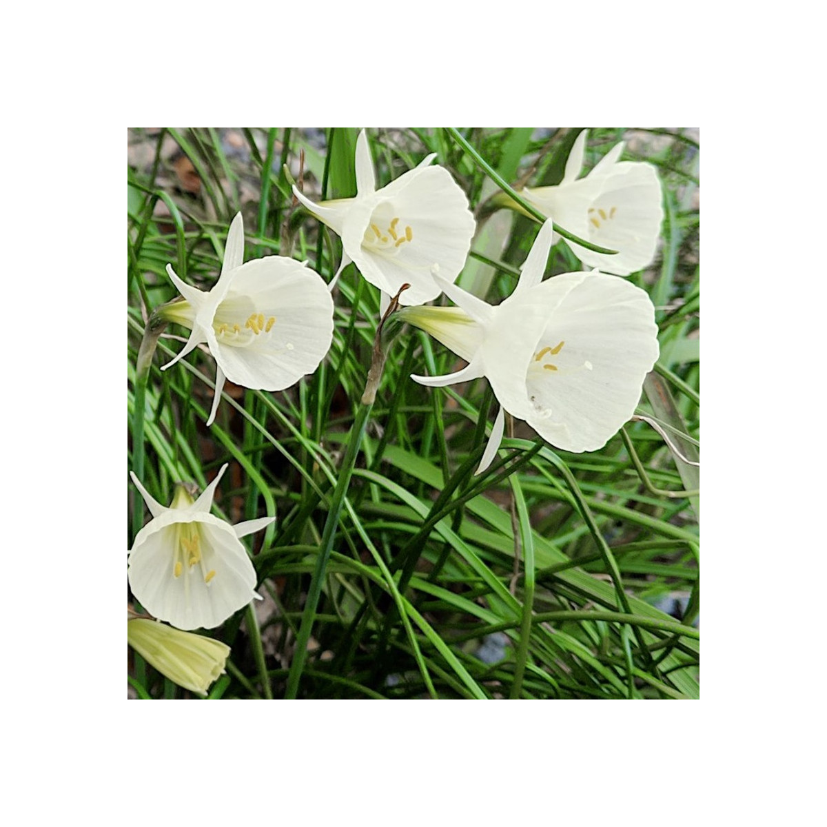Narcis Artics bells - Narcissus bulbocodium - cibuľa narcisu - 3 ks