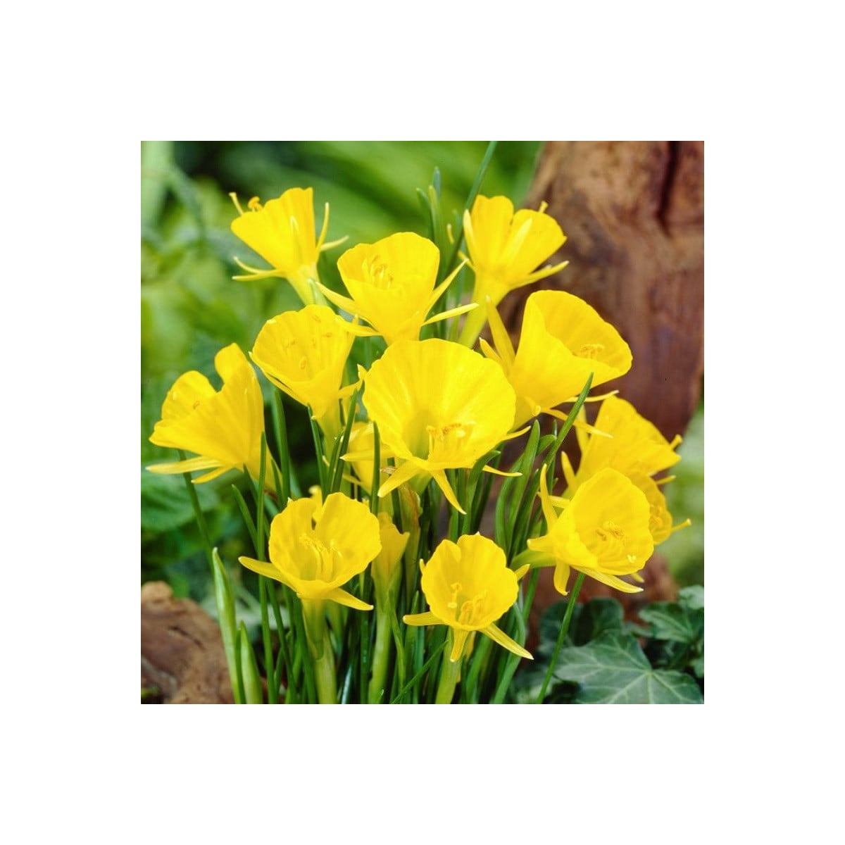 Narcis Golden bells - Narcissus bulbocodium - cibuľa narcisu - 3 ks