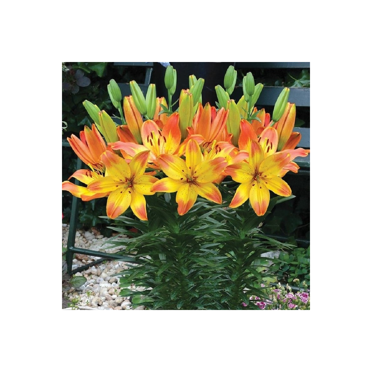 Ľalia Happy Memories - Lilium - cibuľa ľalia - 1 ks