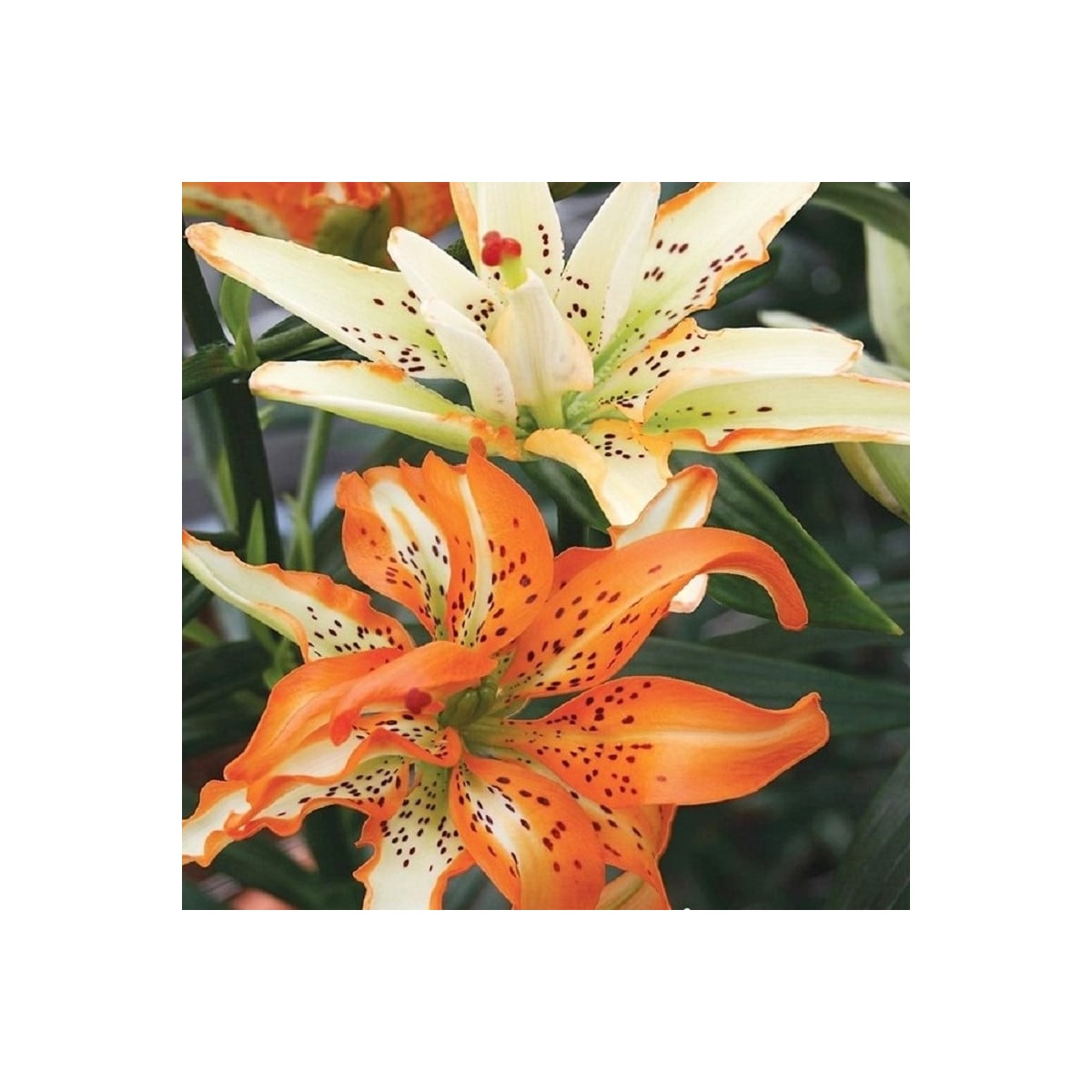 Ľalia Must See - Lilium - cibuľa ľalia - 1 ks