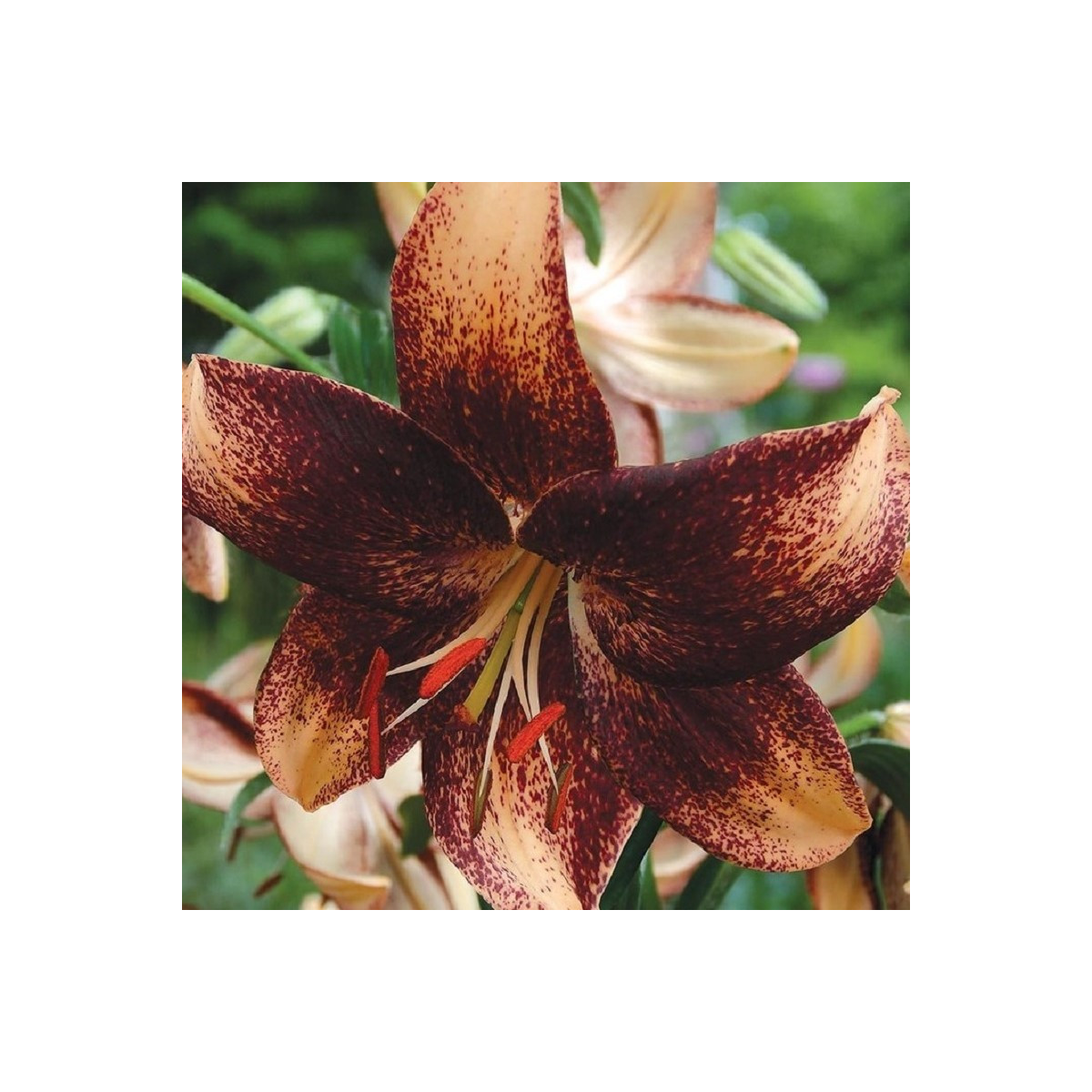 Ľalia Chocolate Event - Lilium - cibuľa ľalia - 1 ks