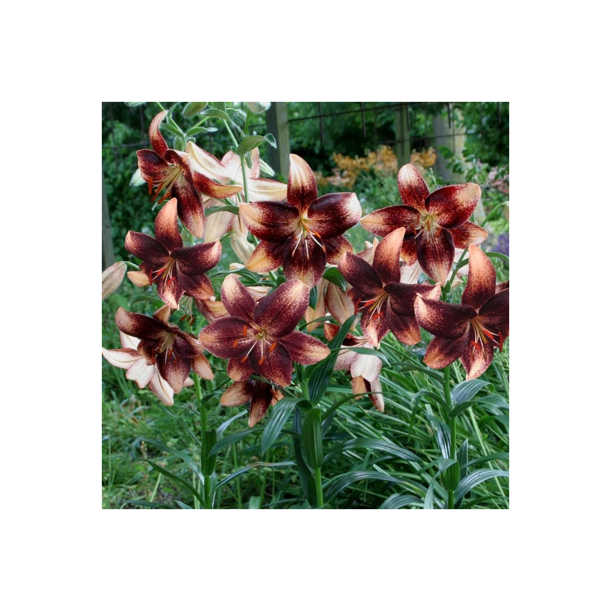 Ľalia Chocolate Event - Lilium - cibuľa ľalia - 1 ks