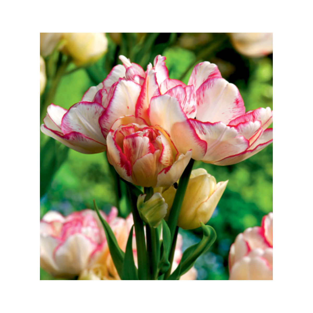 Tulipán Belicia - Tulipa - cibuľoviny - 3 ks