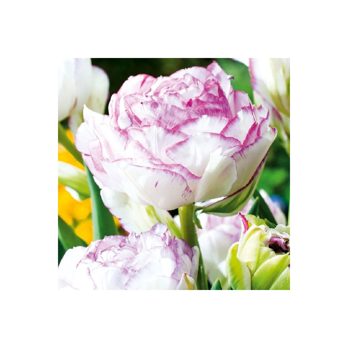 Tulipán Double Touch - Tulipa - cibuľa tulipánu - 3 ks