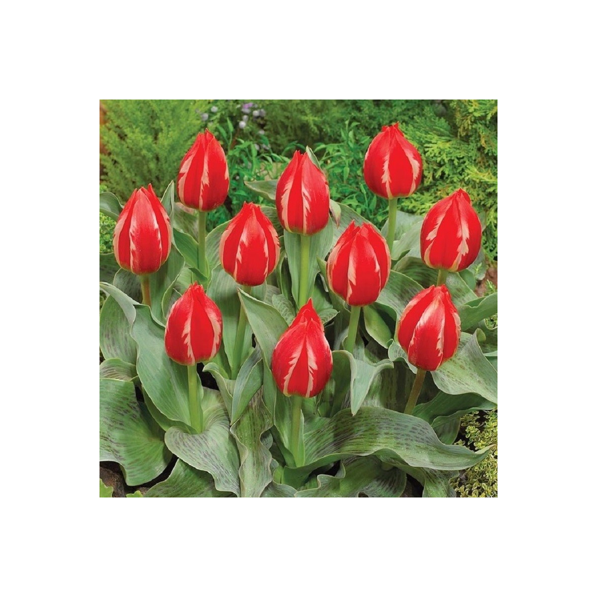 Tulipán Friendly Fire - Tulipa greigii - cibuľa tulipánu - 3 ks